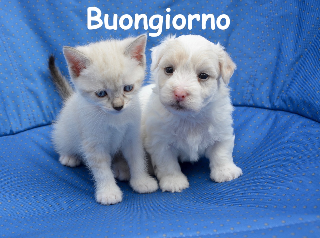 un cagnolino ed un gattino bianchi su un cuscino blu  